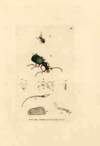 Střevlíček, Drypta dentata (Carabus zlatoústý, Carabus chrysostomos). Ručně kolorovaná mědirytina od Jamese Sowerbyho z The British Miscellany nebo Barevné figurky nových, vzácných nebo málo známých zvířecích předmětů. od James Sowerby