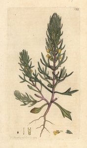 Borovice mletá, Ajuga chamaepitys (jedle) Ručně kolorovaná mědirytina podle ilustrace Jamese Sowerbyho z James Smith