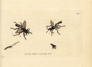 Písek chlupatý, Podalonia hirsuta (Ammophila hirsuta). Ručně kolorovaná mědirytina od Jamese Sowerbyho z The British Miscellany, aneb barevné postavy nových, vzácných nebo málo známých zvířecích předmětů. od James Sowerby