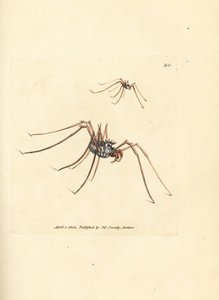 Pavouk Harvestman, diadém Megabunus. Ručně kolorovaná mědirytina od Jamese Sowerbyho z The British Miscellany nebo Barevné figurky nových, vzácných nebo málo známých zvířecích předmětů. od James Sowerby
