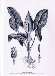 Herb Paris, Nature in Britain vydal Collins, 1946 od James Sowerby