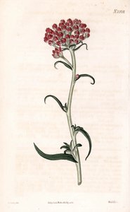Immortelle Star - Helichrysum Stellatum (kompaktní kvetoucí gnafalium, gnaphalium conggesum). Ručně měděná gravírování měděné desky Weddell po ilustraci Jamese Sowerbyho z „Botanical Magazine“ Samuela Curtise “, Londýn od James Sowerby