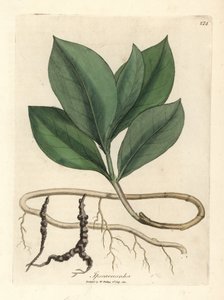 Ipecacuan, Ipecacuanha od James Sowerby