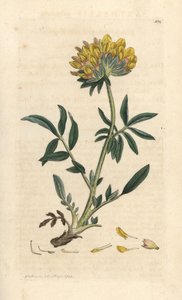 Vika ledvinová nebo dámský prst, Anthyllis vulneraria (Anthyllide vulneraire) Ručně kolorovaná mědirytina podle ilustrace Jamese Sowerbyho z James Smith