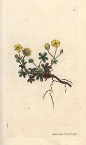 Potentilla velkokvětá, Potentilla grandiflora (mochna jarní, Potentilla verna) (mochna) Ručně kolorovaná mědirytina podle ilustrace Jamese Sowerbyho z James Smith