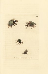 Larva Hemerobius (krajnice) oděná v lišejníku, s roztočem, Acarus amictus a malý košíkový roztoč, Acarus corbicula. Ručně kolorovaná mědirytina od Jamese Sowerbyho z The British Miscellany nebo barevné figurky nových, vzácných nebo málo známých ani od James Sowerby