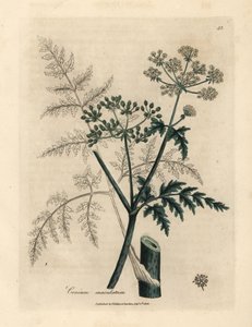 Listy a květy jedlovce, Conium maculatum od James Sowerby