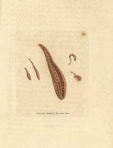 Pijavice, Hirudo circulans. Ručně kolorovaná mědirytina od Jamese Sowerbyho z The British Miscellany nebo Barevné figurky nových, vzácných nebo málo známých zvířecích předmětů. od James Sowerby