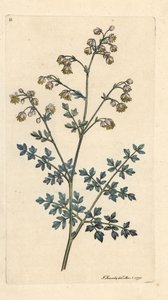 Lesser Meadow Street, thalictrum mínus. Ruční gravírování měděné desky po ilustraci Jamese Sowerbyho z anglické botaniky Jamese Smitha v Londýně od James Sowerby