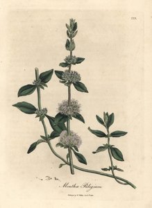 Máta s květy šeříku, mentha kladka od James Sowerby
