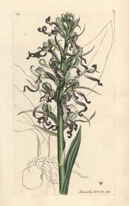 Ještěrka orchidej, Himantoglossum hircinum (Ještěrka satyrion nebo ochis, Satyrium hircinum). Ručně kolorovaná mědirytina podle ilustrace Jamese Sowerbyho z James Smith