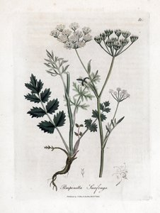 Lomikámen lomikámen - Burnet saxifraga, Pimpinella saxifraga. Ručně kolorovaná mědirytina z botanické ilustrace Jamese Sowerbyho z Williama Woodvilla a Sira Williama Jacksona Hookera "" Medical Botany "," John Bohn, Londýn od James Sowerby