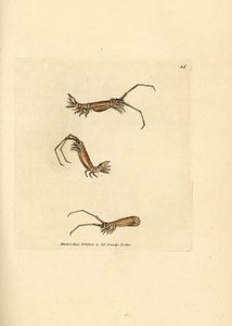 Stejnonožec dlouhorohý, Astacilla longicornis (Oniscus longicornis). Ručně kolorovaná mědirytina od Jamese Sowerbyho z The British Miscellany nebo Barevné figurky nových, vzácných nebo málo známých zvířecích předmětů. od James Sowerby