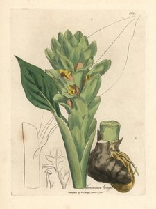 Dlouhokořenná kurkuma, Curcuma longa od James Sowerby