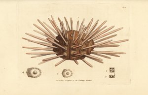 Ježovka z břidlicového pera, cidaris cidaris (Echinus cidaris). Ručně kolorovaná mědirytina od Jamese Sowerbyho z The British Miscellany nebo Barevné figurky nových, vzácných nebo málo známých zvířecích předmětů. od James Sowerby