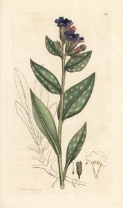 Plicník lékařský, Pulmonaria officinalis (plicní) Ručně kolorovaná mědirytina podle ilustrace Jamese Sowerbyho z James Smith