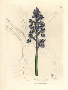 Samčí orchideje, samčí orchideje od James Sowerby