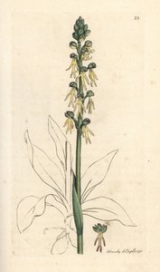 Orchis antropophora (Vstavač zelený, Ophrys anthropophora). Ručně kolorovaná mědirytina podle ilustrace Jamese Sowerbyho z James Smith