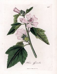 Proskurník lékařský nebo divoký nebo bílý fialový proskurník lékařský, Althaea officinalis. Ručně kolorovaná mědirytina z botanické ilustrace od Jamese Sowerbyho z Williama Woodvilla a Sira Williama Jacksona Hookera "" Medical Botany "," John Bohn, Londo od James Sowerby