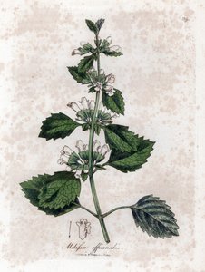Meduňka lékařská nebo meduňka lékařská - Meduňka lékařská, Melissa officinalis. Ručně kolorovaná mědirytina z botanické ilustrace Jamese Sowerbyho z Williama Woodvilla a Sira Williama Jacksona Hookera "" Medical Botany "," John Bohn, Londýn od James Sowerby