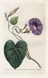 Morning Glory or Ipomee - Litografie od Jamese Sowerbyho (1757-1822), z botanického časopisu Williama Curtise (1746-1799) od James Sowerby