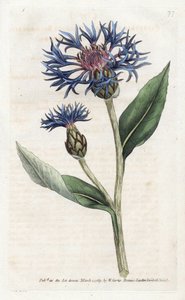 Mountain Centauree nebo Trvalá borůvka - Litografie od Jamese Sowerbyho (1757-1822), z botanického časopisu Williama Curtise (1746-1799) od James Sowerby
