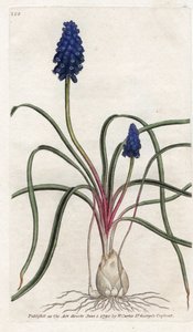 Muscari a parta nebo muscari neglige - Litografie od Jamese Sowerbyho (1757-1822), z Botanical Magazine od Williama Curtise (1746-1799) od James Sowerby
