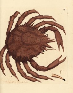 Norský královský krab nebo severní kamenný krab, Lithodes maja. Ručně kolorovaná mědirytina od Jamese Sowerbyho z The British Miscellany nebo Barevné figurky nových, vzácných nebo málo známých zvířecích předmětů. od James Sowerby