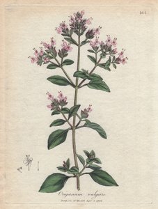 Oregano. Ručně kolorovaná mědirytina z kresby Jamese Sowerbyho (1757-1822), v Botanique Medicinale od James Sowerby