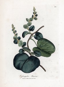 Pareira brava cissampelos, Cissampelos pareira pareira. Ručně kolorovaná mědirytina z botanické ilustrace Jamese Sowerbyho z Williama Woodvilla a Sira Williama Jacksona Hookera "" Medical Botany "," John Bohn, Londýn od James Sowerby
