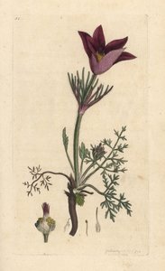 Pasqueflower, Anemone pulsatilla (pulsatille) Ručně kolorovaná mědirytina podle ilustrace Jamese Sowerbyho z James Smith