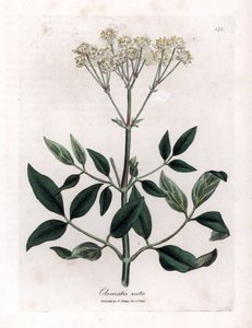 Plamének vytrvalý - Panenská altánek vzpřímený, Clematis recta. Ručně kolorovaná mědirytina z botanické ilustrace Jamese Sowerbyho z Williama Woodvilla a Sira Williama Jacksona Hookera "" Medical Botany "," John Bohn, Londýn