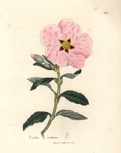 Růžově květovaný krétský cistus, Cistus creticus od James Sowerby