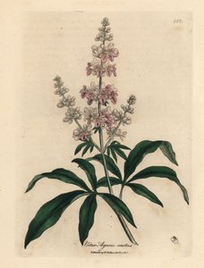 Růžový kvetoucí strom, Vitex Agnus Castus od James Sowerby