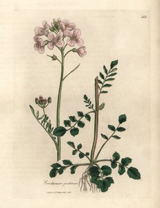 Růžově květovaná dámská halena nebo kukačka, Cardamine pratensis od James Sowerby