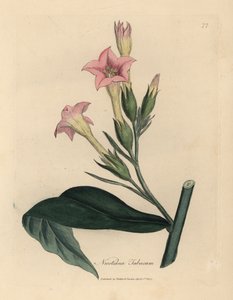 Rostlina tabáku s růžovými květy, Nicotiana tabacum