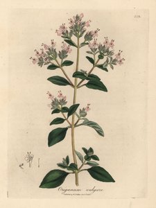 Růžově květovaná divoká majoránka, Origanum vulgare od James Sowerby