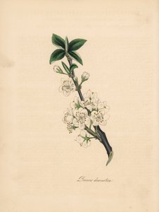 Švestka - Švestka obecná, Prunus domestica. Převzato z ilustrace Jamese Sowerbyho z „Lékařské botaniky“ Williama Woodvilla.“ Ručně kolorovaný zinkograf od C. Chabota nakreslený slečnou M. A. Burnett z jejího „“ Plantae Utiliores: or Illustrations of Usef od James Sowerby