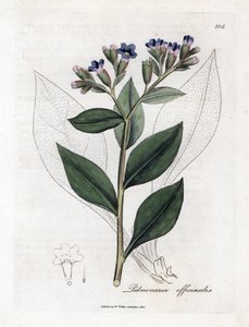 Plicník lékařský - Plicník lékařský, Pulmonia officinalis. Ručně kolorovaná mědirytina z botanické ilustrace Jamese Sowerbyho z Williama Woodvilla a Sira Williama Jacksona Hookera "" Medical Botany "," John Bohn, Londýn