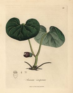 Fialově květovaná asarabacca nebo divoký zázvor, Asarum europaeum od James Sowerby