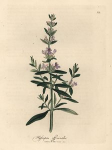 Fialově květovaný yzop, Hyssopus officinalis od James Sowerby