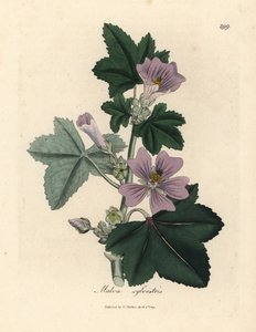 Fialově květovaný sléz, Malva sylvestris