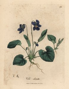 Fialově květovaná sladká fialka, Viola odorata od James Sowerby