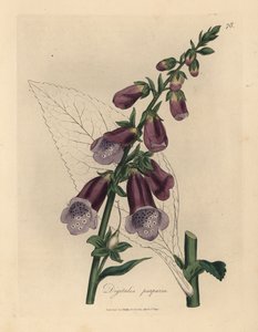 Náprstník fialový, Digitalis purpurea od James Sowerby