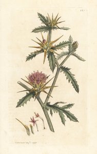 Fialový starthistle, Centaurea calcitrapa (Centauree hatchback, Centauree etoilee nebo Star Thistle) Ručně kolorovaná mědirytina podle ilustrace Jamese Sowerbyho z anglické botaniky Jamese Smithe, Londýn od James Sowerby
