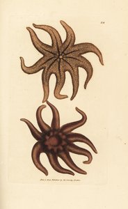 Hvězda fialová, Solaster endeca (hvězdice devítipaprsková, Asterias endeca). Ručně kolorovaná mědirytina od Jamese Sowerbyho z The British Miscellany nebo Barevné figurky nových, vzácných nebo málo známých zvířecích předmětů. od James Sowerby
