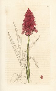 Pyramidální orchidej, Anacamptis pyramidalis (Pyramidální vstavač, Orchis pyramidalis). Ručně kolorovaná mědirytina podle ilustrace Jamese Sowerbyho z James Smith