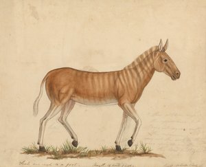 Quagga Zebra od James Sowerby