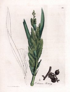 Ratanová palma - rotangová hůl, Calamus rotang. Ručně kolorovaná mědirytina z botanické ilustrace Jamese Sowerbyho z Williama Woodvilla a Sira Williama Jacksona Hookera "" Medical Botany "," John Bohn, Londýn od James Sowerby