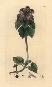 Červená kopřiva, Lamium purpureum Ručně kolorovaná mědirytina podle kresby Jamese Sowerbyho pro Anglickou botaniku Jamese Smithe od James Sowerby